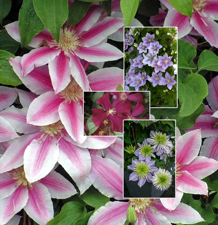 Multiple Varieties Clematis - Clematis from R&D Wholesale Nursery