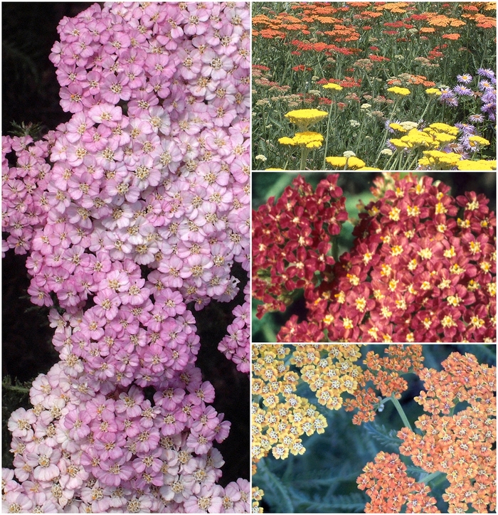 Assorted Yarrow - Achillea from R&D Wholesale Nursery