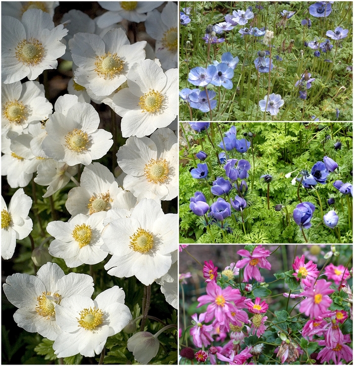 Anemone - Multiple Varieties from R&D Wholesale Nursery