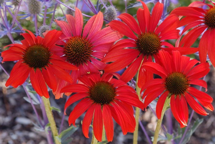 Prairie Stars&trade; ''Tomato Soup'' - Echinacea (Coneflower) from R&D Wholesale Nursery