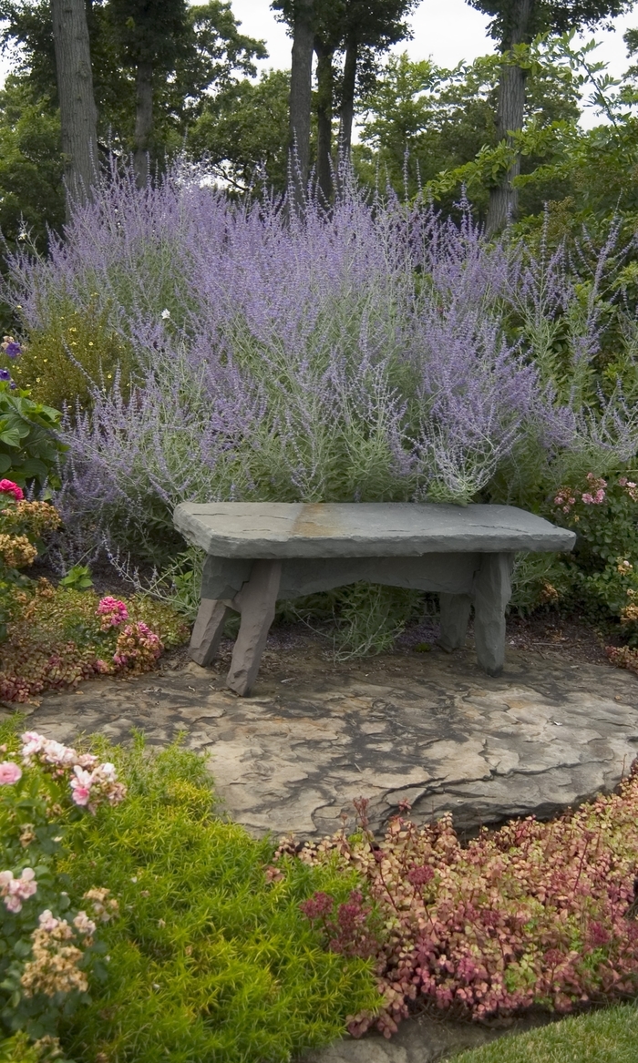 Russian Sage - Perovskia atriplicifolia from R&D Wholesale Nursery