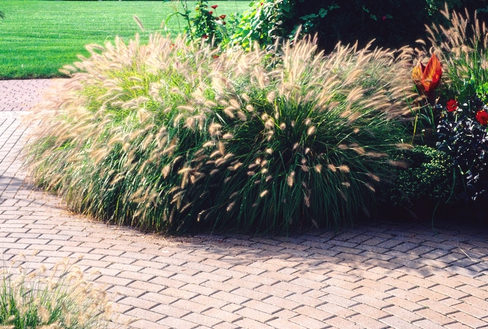 Hameln Dwarf Fountain Grass - Pennisetum alopecuroides 'Hameln' from R&D Wholesale Nursery