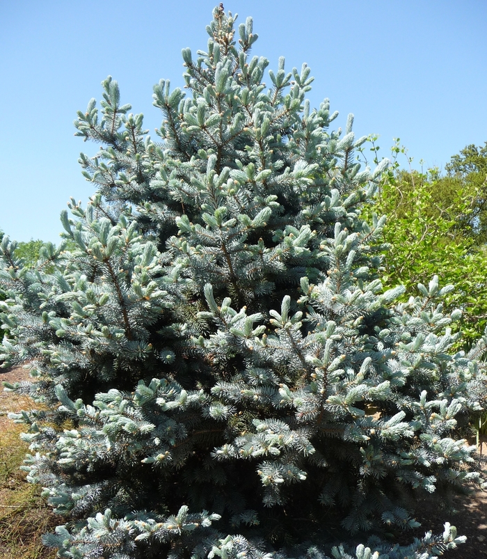 Hoopsii Blue Spruce - Picea pungens 'Hoopsii' from R&D Wholesale Nursery