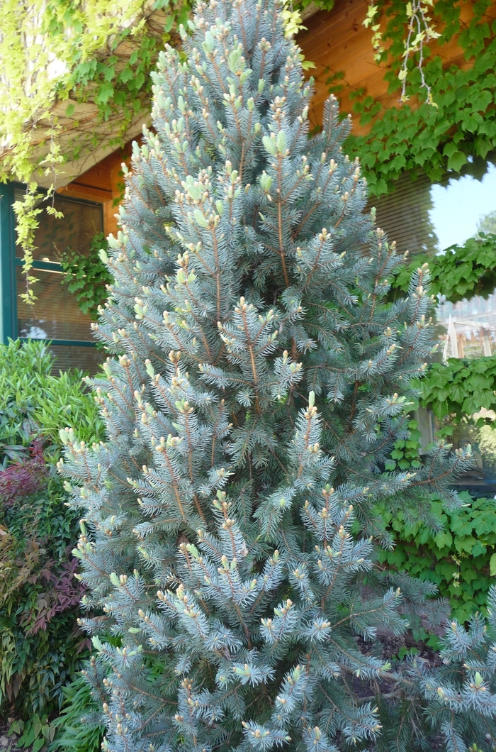 'Iseli Fastigiate' Columnar Blue Spruce - Picea pungens from R&D Wholesale Nursery
