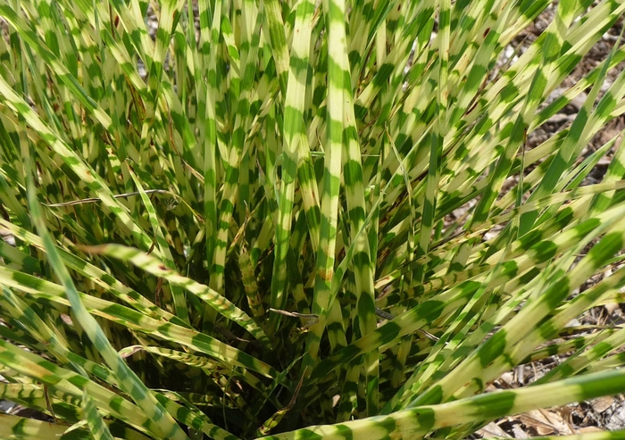 Gold Bar Maiden Grass - Miscanthus sinensis from R&D Wholesale Nursery