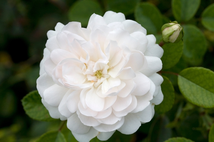 'Sea Foam' Groundcover Rose - Rosa from R&D Wholesale Nursery