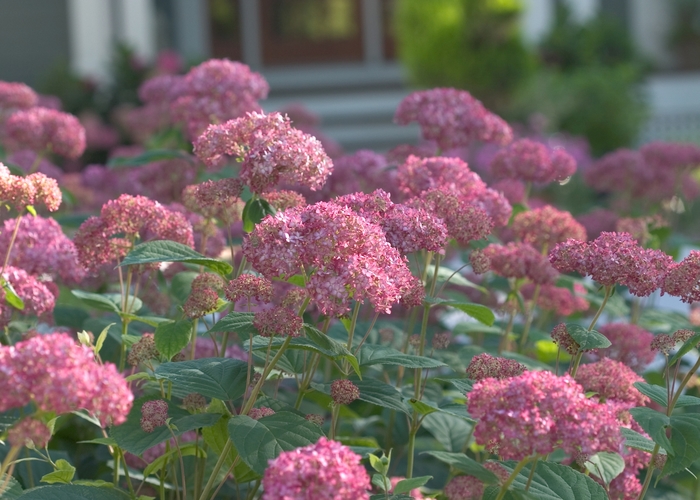 Invincibelle® ''Spirit'' - Hydrangea arborescens (Smooth Hydrangea) from R&D Wholesale Nursery