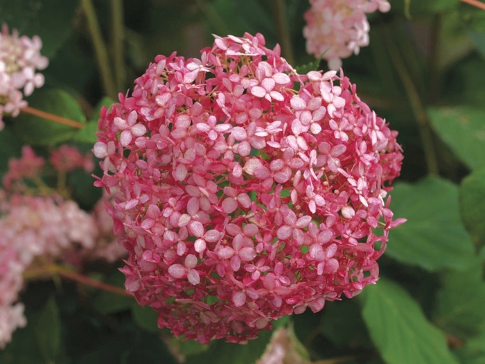 Invincibelle&reg; ''Spirit'' - Hydrangea arborescens (Smooth Hydrangea) from R&D Wholesale Nursery