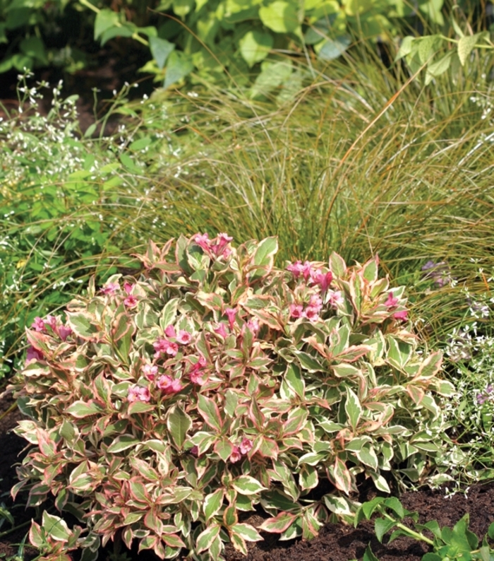 My Monet® - Weigela florida from R&D Wholesale Nursery