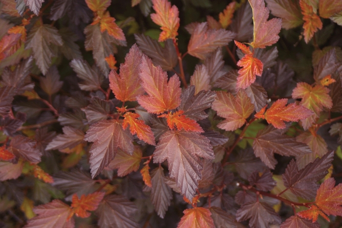 Coppertina™ - Physocarpus opulifolius 'Coppertina' from R&D Wholesale Nursery