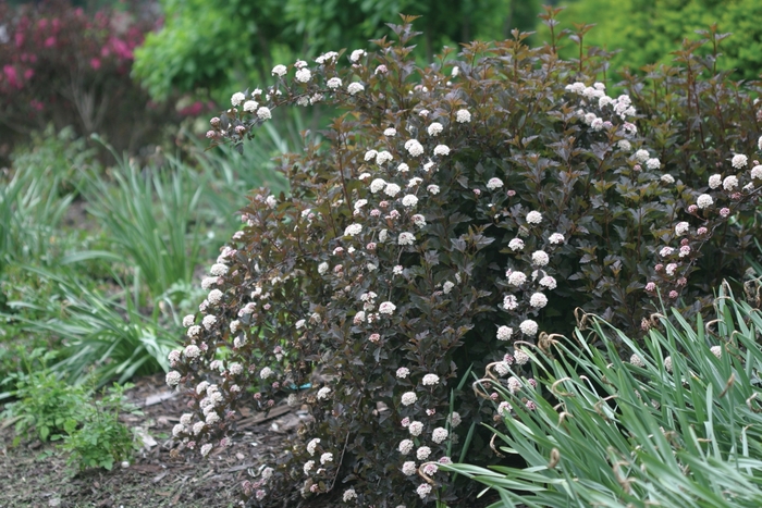 Summer Wine® - Physocarpus opulifolius from R&D Wholesale Nursery