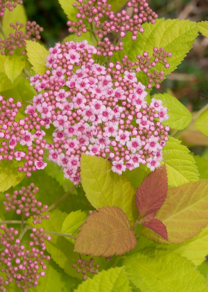 Double Play Big Bang&reg; Spirea - Spiraea 'Tracy' PP21588, Can 4073 (Spirea) from R&D Wholesale Nursery