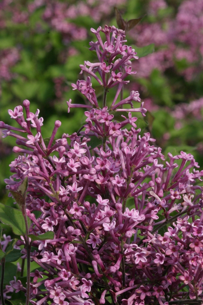 Bloomerang&reg; Purple - Syringa 'Penda' PP20575, Can 4071 (Reblooming Lilac) from R&D Wholesale Nursery