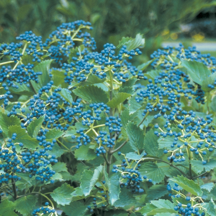 Blue Muffin® - Viburnum dentatum from R&D Wholesale Nursery