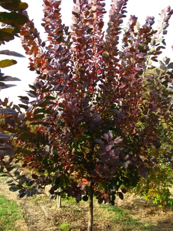 'Grace' Purple Smoke Tree - Cotinus from R&D Wholesale Nursery