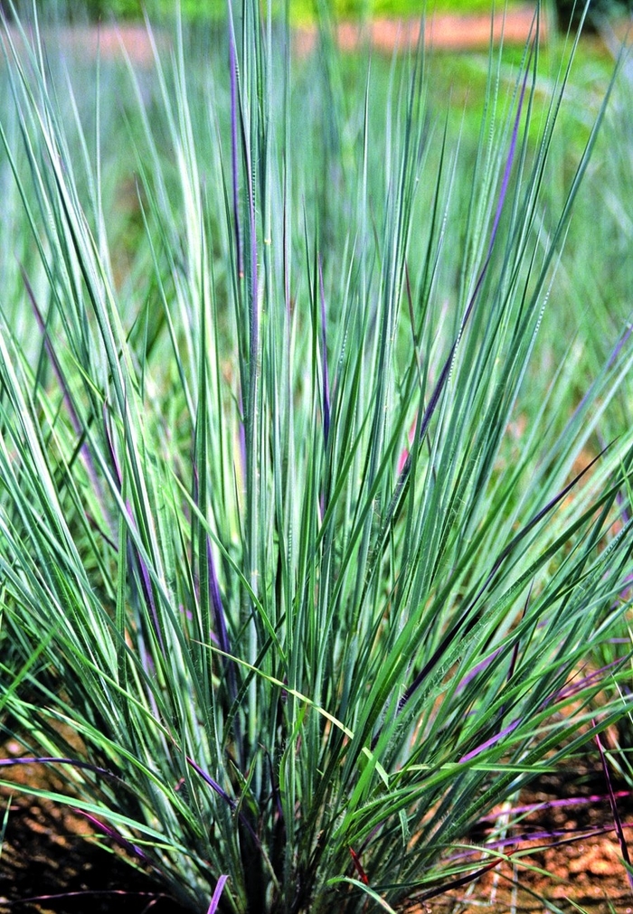''Prairie Blues'' Little Bluestem - Schizachyrium scoparium from R&D Wholesale Nursery