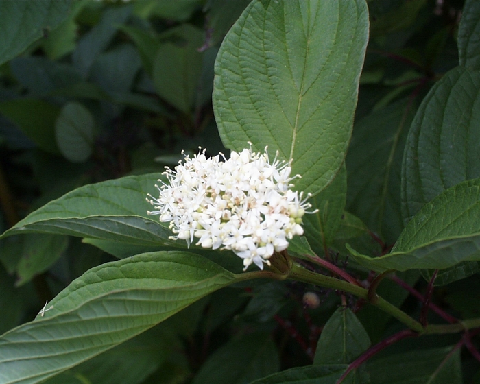 Bailey Red Twig Dogwood - Cornus sericea 'Baileyi' from R&D Wholesale Nursery
