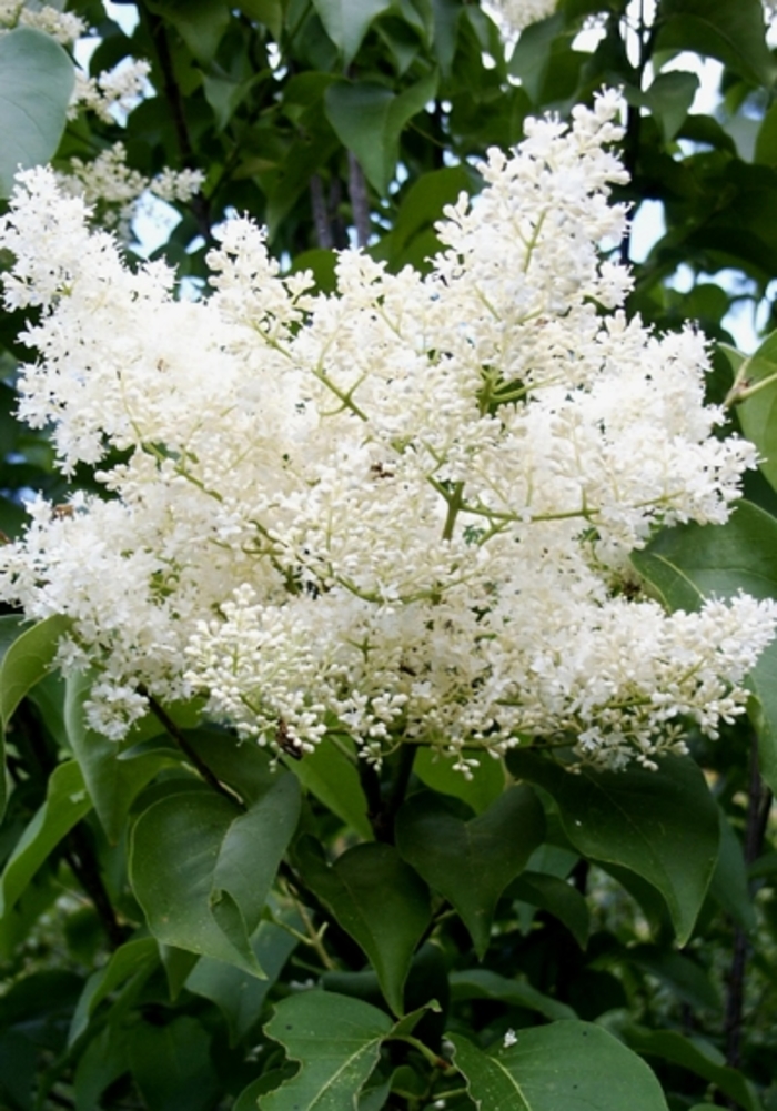 Japanese Lilac Tree - Syringa reticulata 'Ivory Silk' from R&D Wholesale Nursery