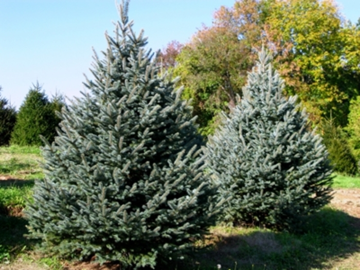 Fat Albert Blue Spruce - Picea pungens 'Fat Albert' from R&D Wholesale Nursery