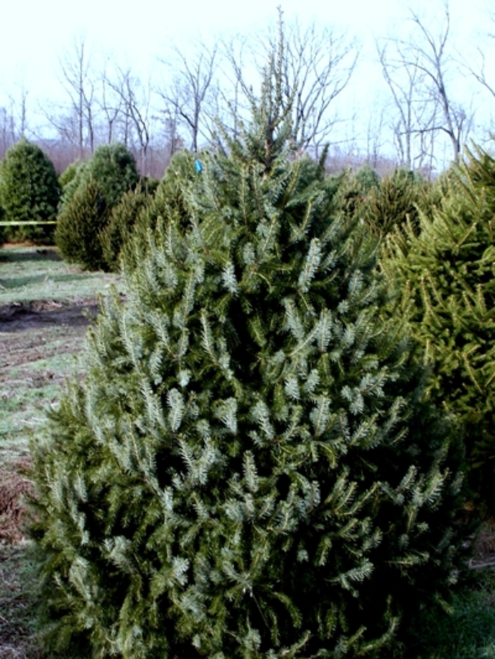 Serbian Spruce - Picea omorika from R&D Wholesale Nursery