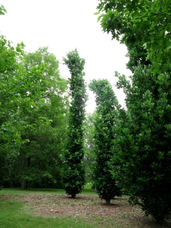 Kindred Spirit® Oak - Quercus x warei 'Nadler' from R&D Wholesale Nursery