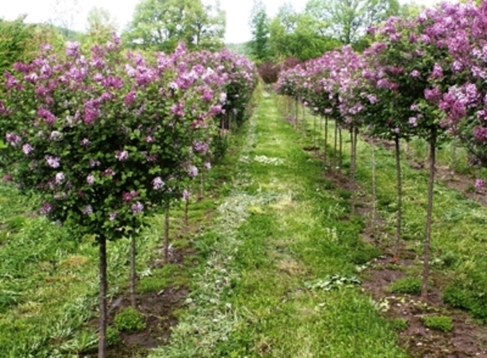 Dwarf Korean Lilac - Syringa meyeri 'Paliban' from R&D Wholesale Nursery
