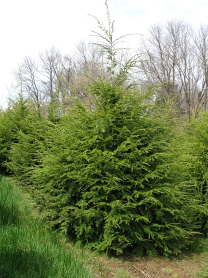 Canadian Hemlock - Tsuga canadensis from R&D Wholesale Nursery
