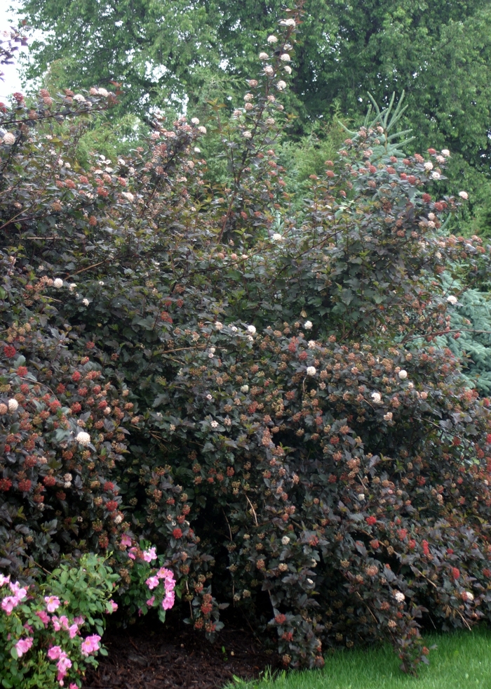Diablo&reg; Ninebark - Physocarpus opulifolius 'Monlo' from R&D Wholesale Nursery