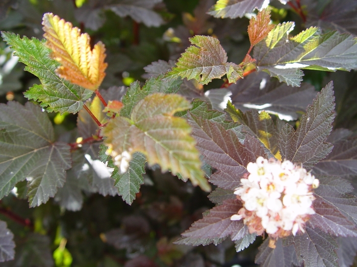 Center Glow Ninebark - Physocarpus opulifolius from R&D Wholesale Nursery