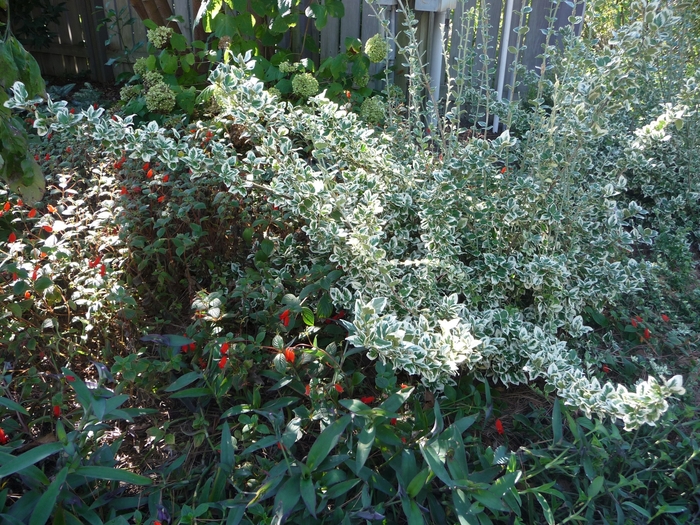 Emerald Gaiety Euonymus - Euonymus fortunei 'Emerald Gaiety' from R&D Wholesale Nursery