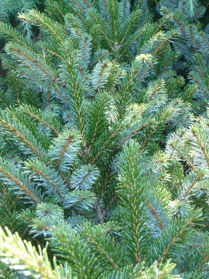 Alcock Mounding Spruce - Picea bicolor 'Prostrata' from R&D Wholesale Nursery