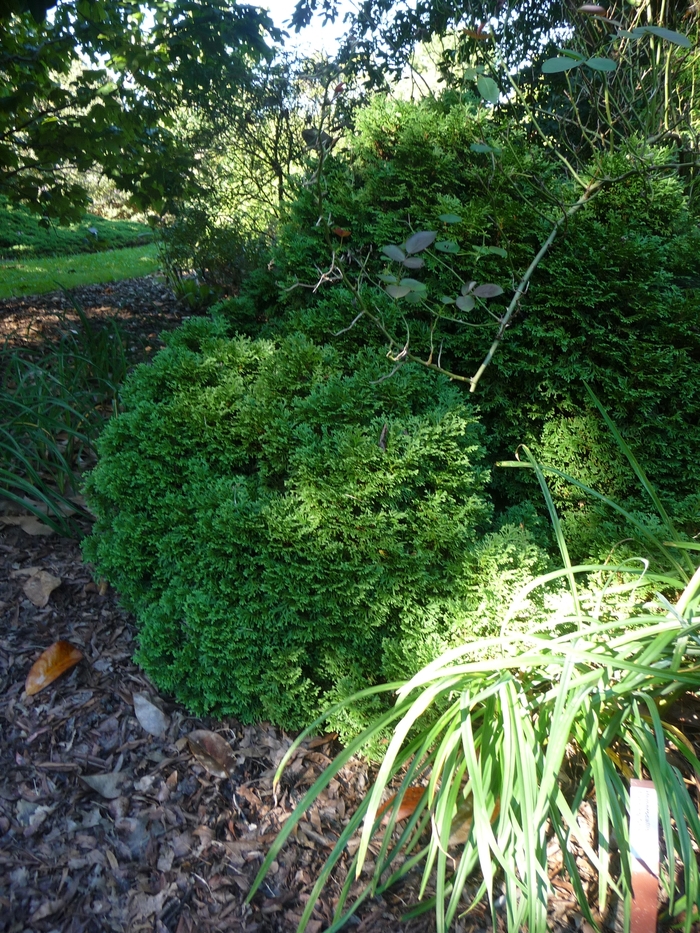 Hetz Midget Arborvitae - Thuja occidentalis 'Hetz Midget' from R&D Wholesale Nursery