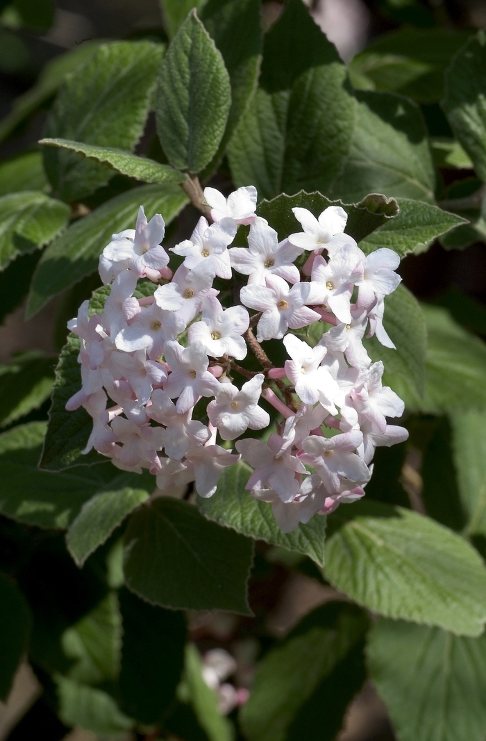 Korean Spice Viburnum - Viburnum carlesii from R&D Wholesale Nursery