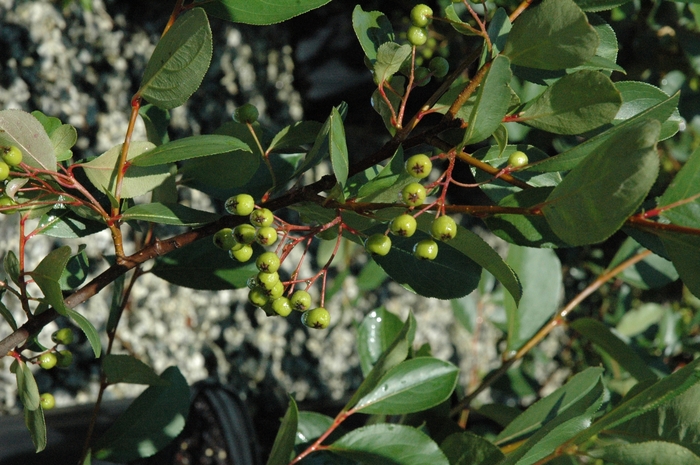 Autumn Magic Black Chokeberry - Aronia melanocarpa from R&D Wholesale Nursery