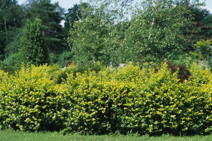 Golden Vicary Privet - Ligustrum x vicaryi from R&D Wholesale Nursery