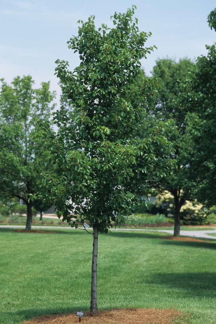 Cleveland or Chanticleer Pear - Pyrus calleryana 'Cleveland Select' or 'Chanticleer' from R&D Wholesale Nursery