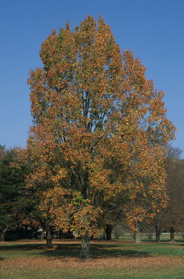 Armstrong Gold Maple - Acer rubrum 'JFS-KW78' from R&D Wholesale Nursery