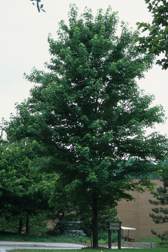 Celebration&reg; Maple - Acer x freemanii 'Celzam' from R&D Wholesale Nursery