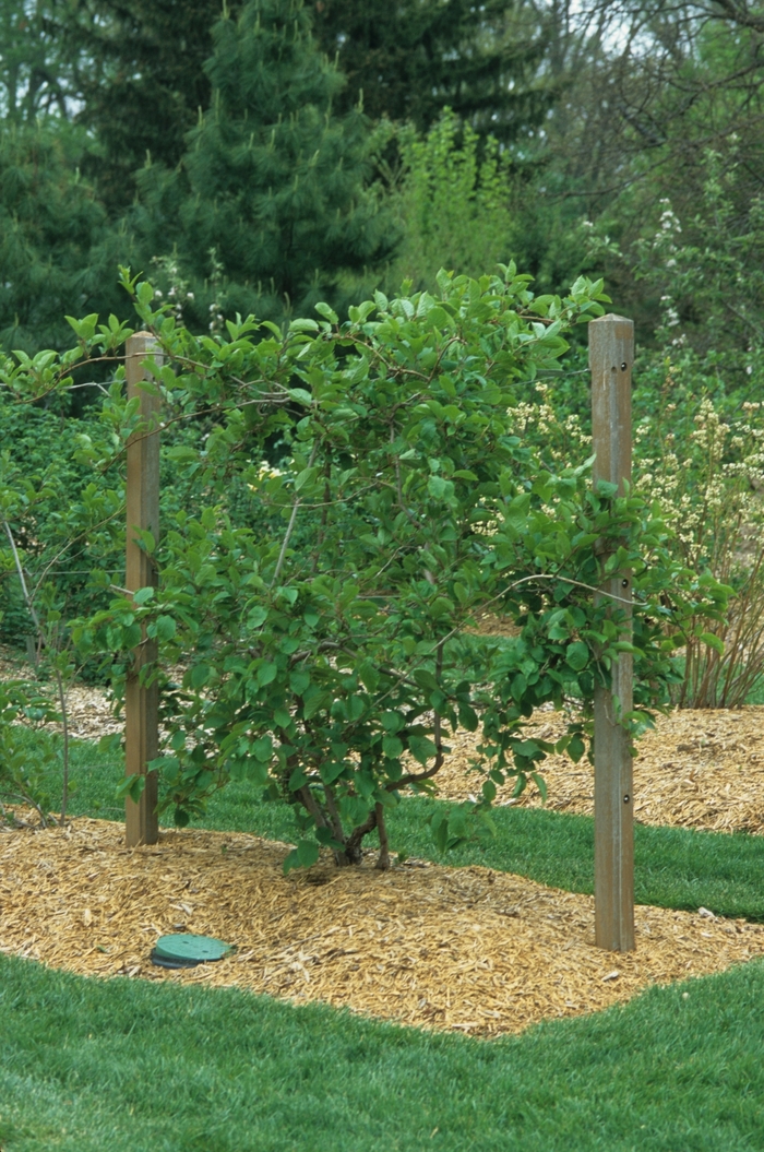 Issai Hardy Kiwi Vine - Actinidia arguta from R&D Wholesale Nursery