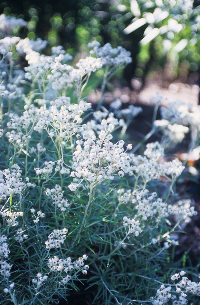 New Snow Pearly Everlasting - Anaphalis triplinervis 'New Snow' from R&D Wholesale Nursery