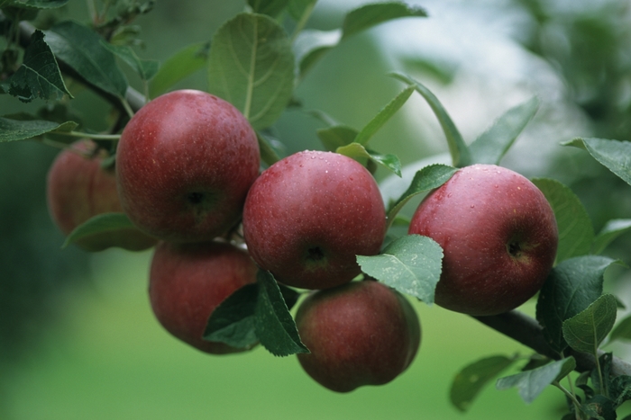 Cortland Red Apple - Malus domestica 'Cortland' from R&D Wholesale Nursery