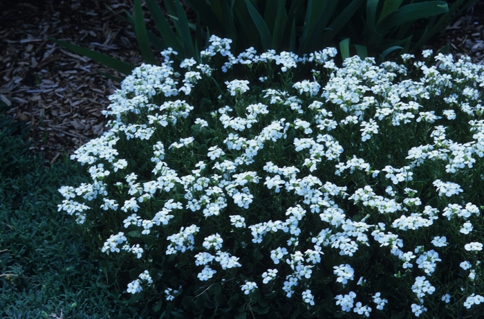 Rock Cress - Aubrieta from R&D Wholesale Nursery