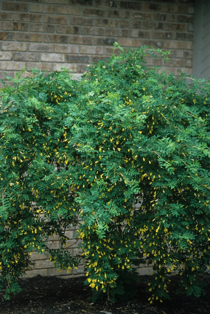 Weeping peashrub - Caragana arborescens pendula from R&D Wholesale Nursery