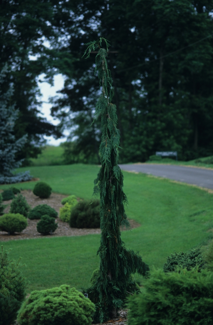 Green Arrow Alaskan Cedar - Chamaecyparis nootkatensis from R&D Wholesale Nursery