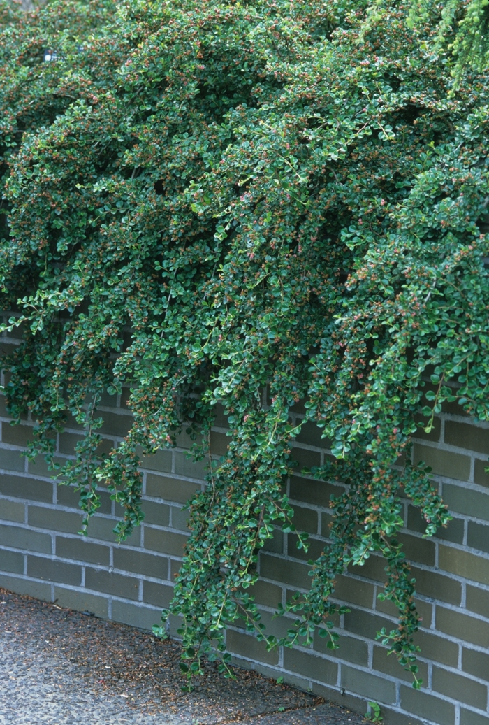 Cranberry Cotoneaster - Cotoneaster apiculatus from R&D Wholesale Nursery