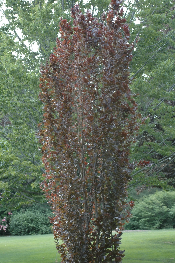  Red Obelisk Beech - Fagus sylvatica from R&D Wholesale Nursery