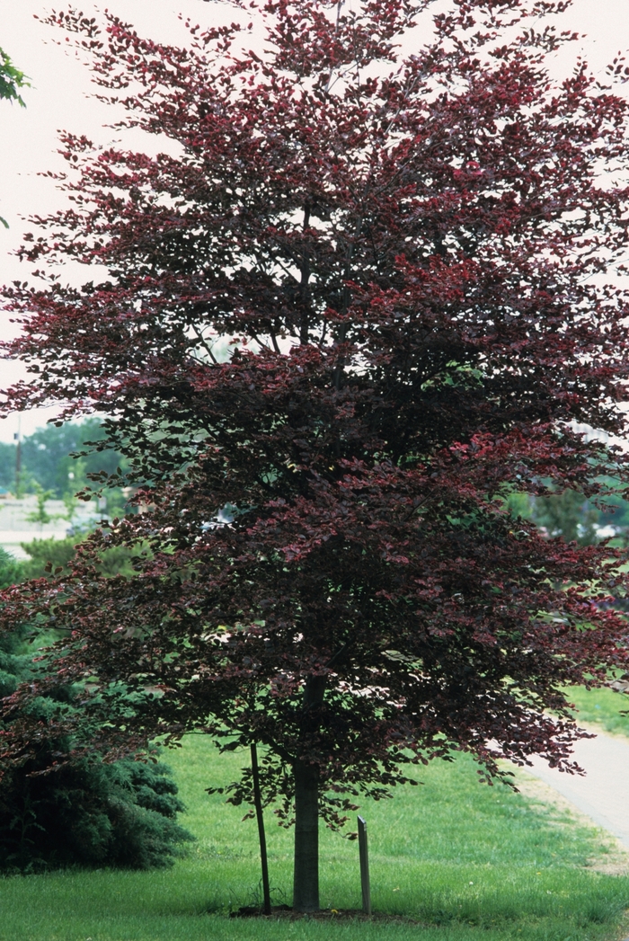 Tricolor Beech - Fagus sylvatica 'Tricolor' from R&D Wholesale Nursery