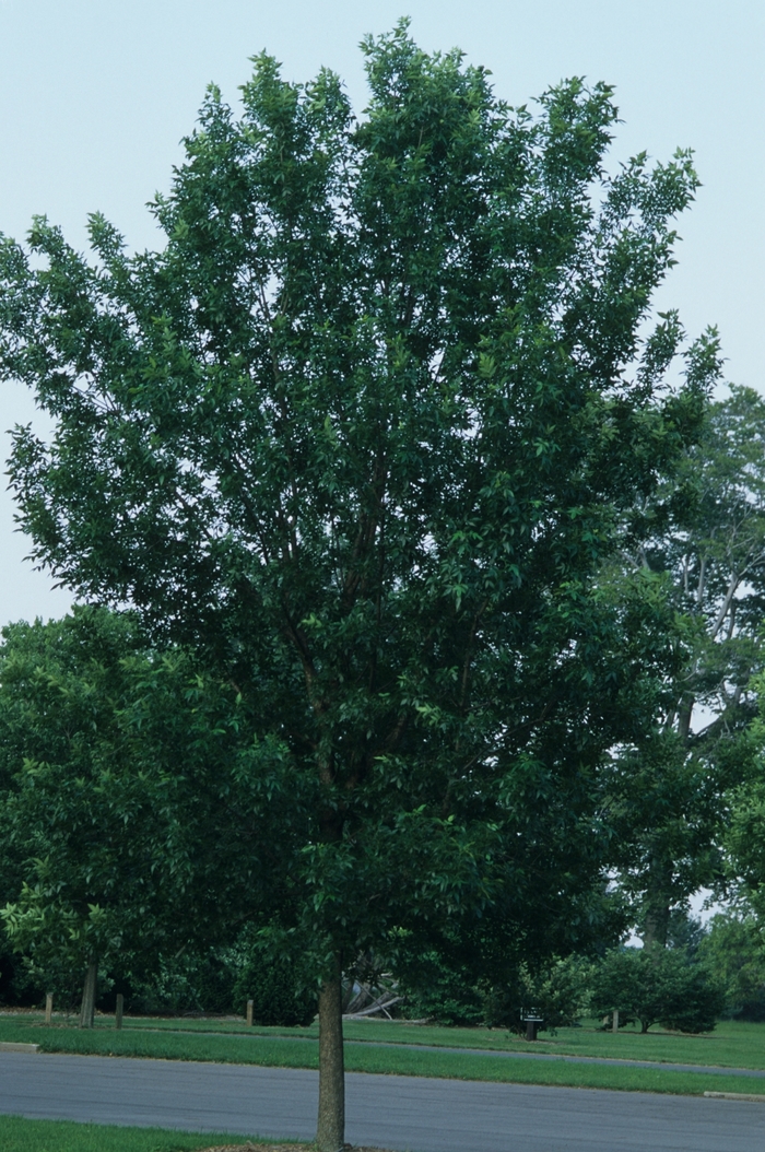 Patmore Ash - Fraxinus pennsylvanica 'Patmore' from R&D Wholesale Nursery
