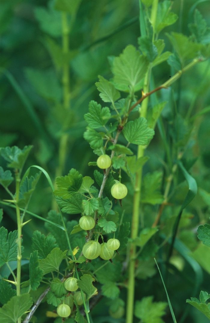 'Pixwell' Gooseberry - Ribes grossulariodes from R&D Wholesale Nursery