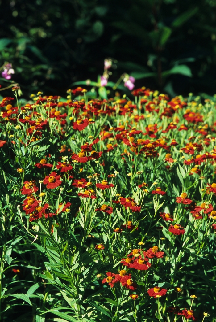 Assorted Sneezeweed - Helenium autumnale from R&D Wholesale Nursery